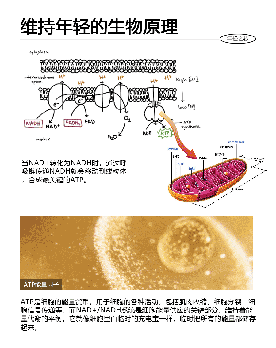 逆转时光，重塑青春之美丨NAD+银钻微雕紧致系列